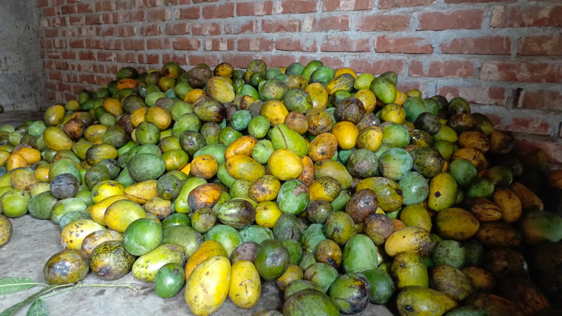 thumbnail_IMG_20250618_141512_455@-1915150131