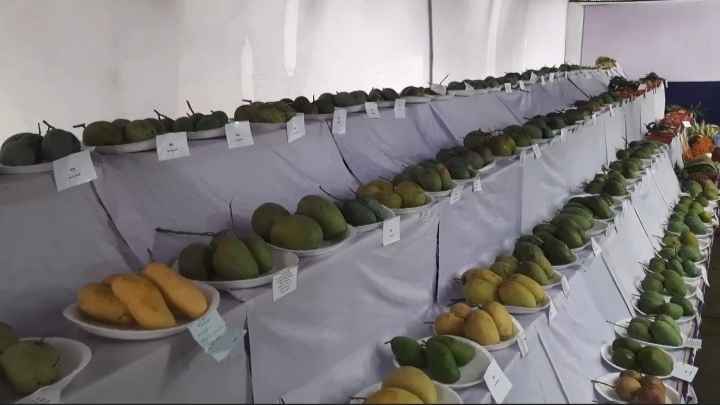 ১২৭ জাতের আম ও বিভিন্ন ফল নিয়ে চাঁপাইনবাবগঞ্জে জাতীয় ফল মেলা শুরু