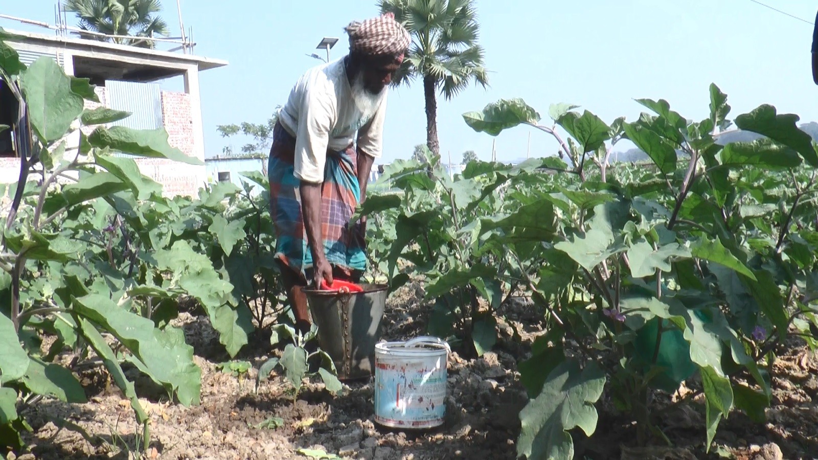 thumbnail_Madaripur_17-06-25_(DUDAK_News,_FARMER)_Pic_(6)