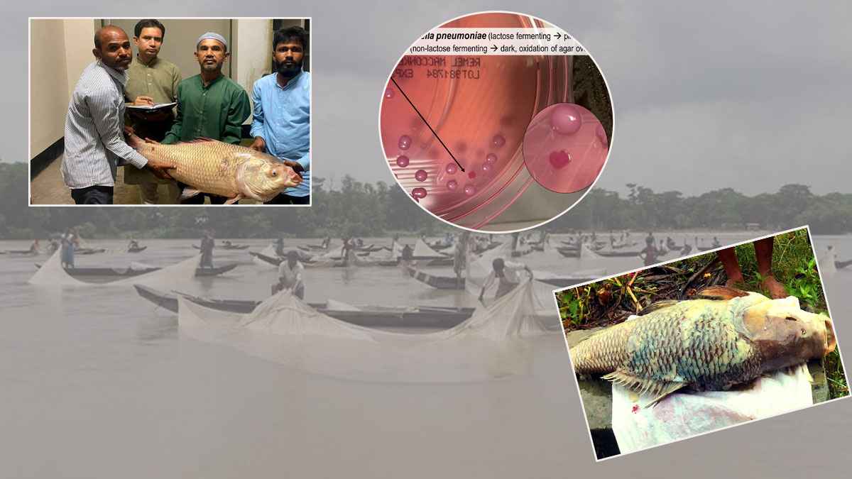 এরোমোনাস ব্যাকটেরিয়ায় আক্রান্ত হালদা নদী