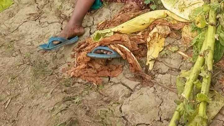 মিরপুরে তামাকের খেতে পড়ে ছিল নিখোঁজ নারীর মরদেহ