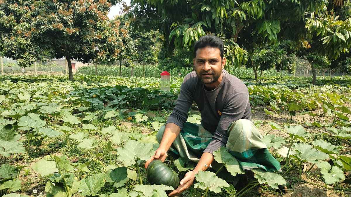 লিচু বাগানে কুমড়া চাষে সফল হুমায়ুন কবির জনি