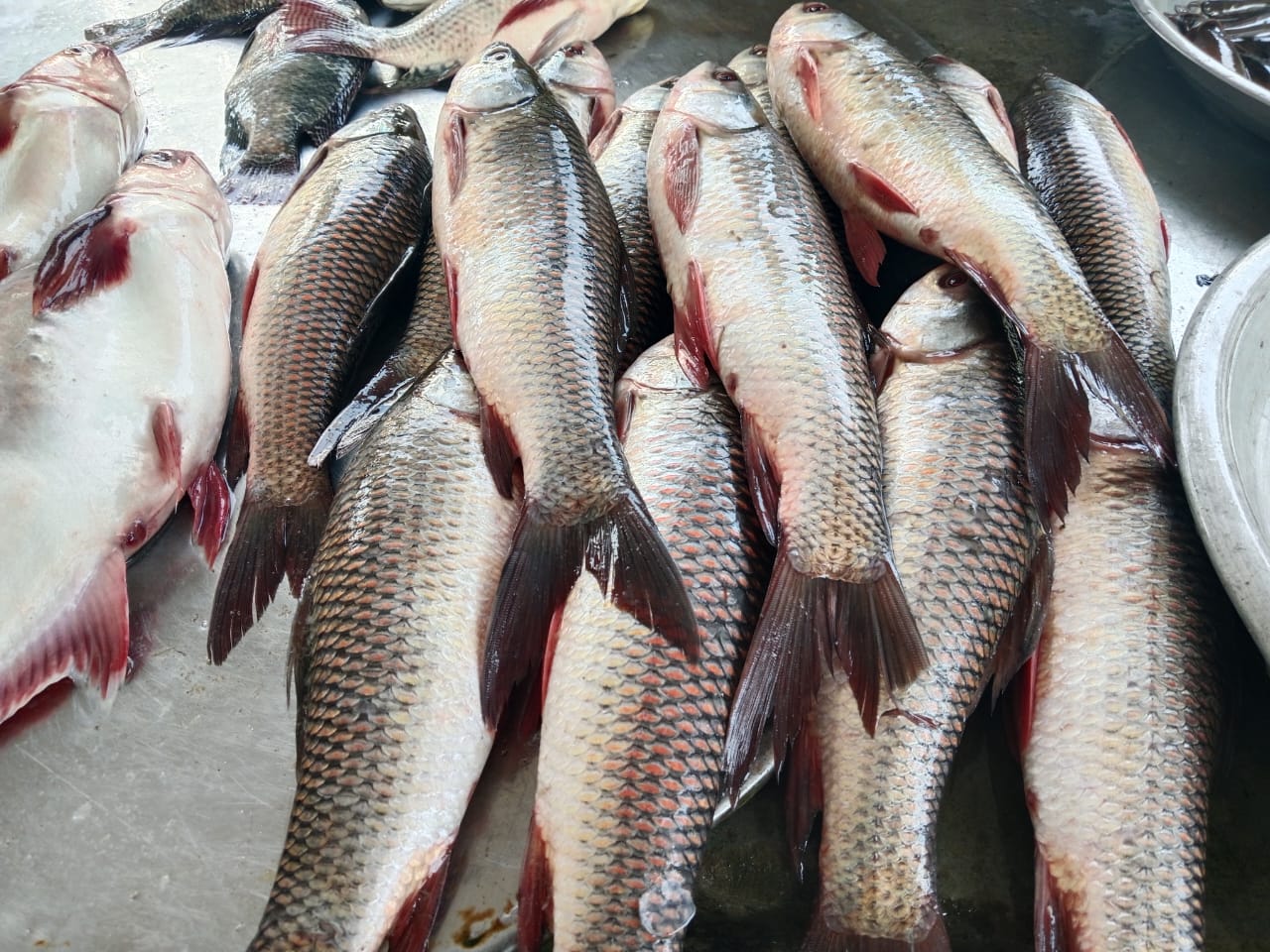 IMG-20241109-WA0019
