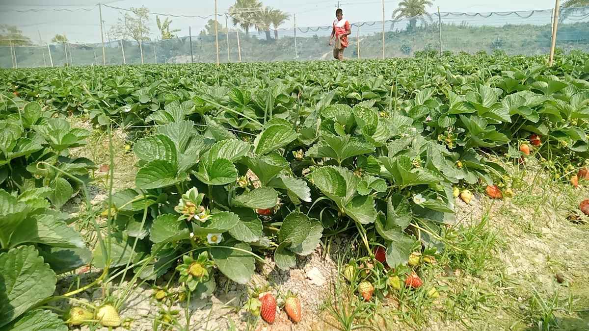 জয়পুরহাটে স্ট্রবেরি চাষ বাড়লেও পোকার আক্রমণে চিন্তায় কৃষক