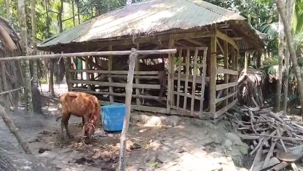 রাতের আঁধারে কৃষকের ৫ গরু চুরি 