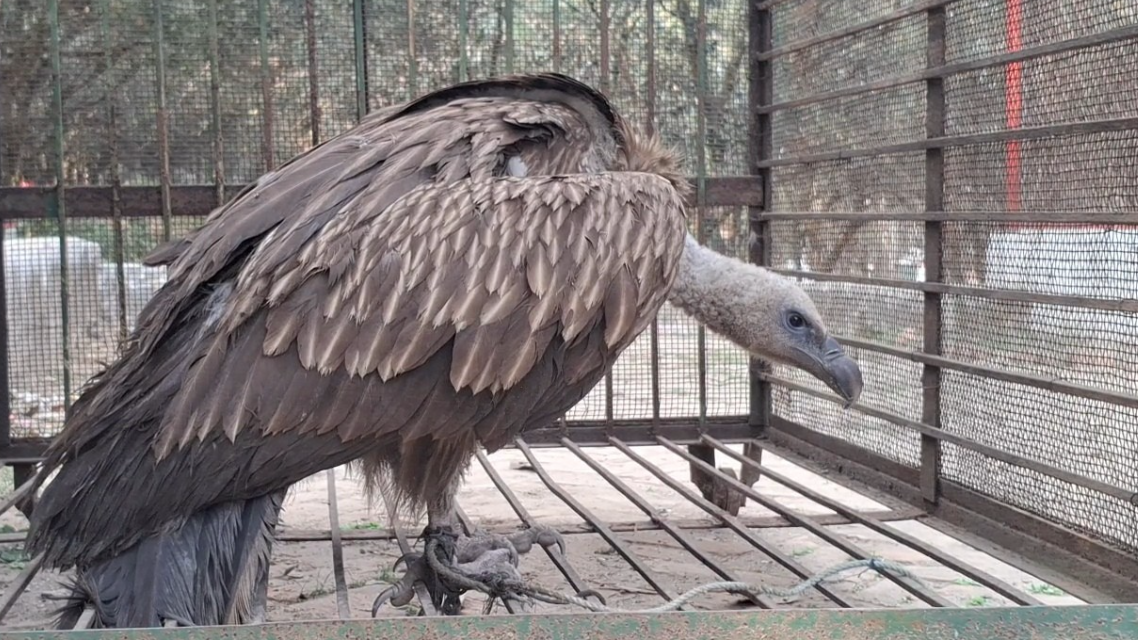 অসুস্থ অবস্থায় বিলুপ্ত প্রজাতির শকুন উদ্ধার 