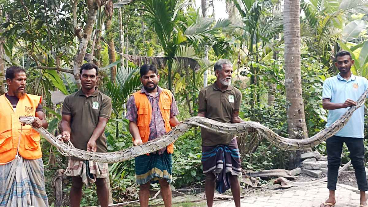 সুন্দরবনের ২০ ফুট লম্বা অজগর লোকালয় থেকে উদ্ধার