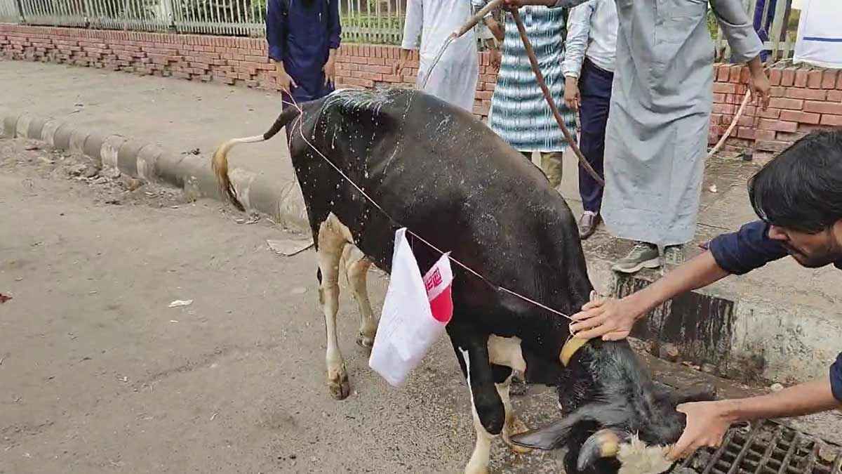 গোসল করানো হচ্ছে ‘শাহবাগী গরু’কে, সন্ধ্যায় গণইফতার