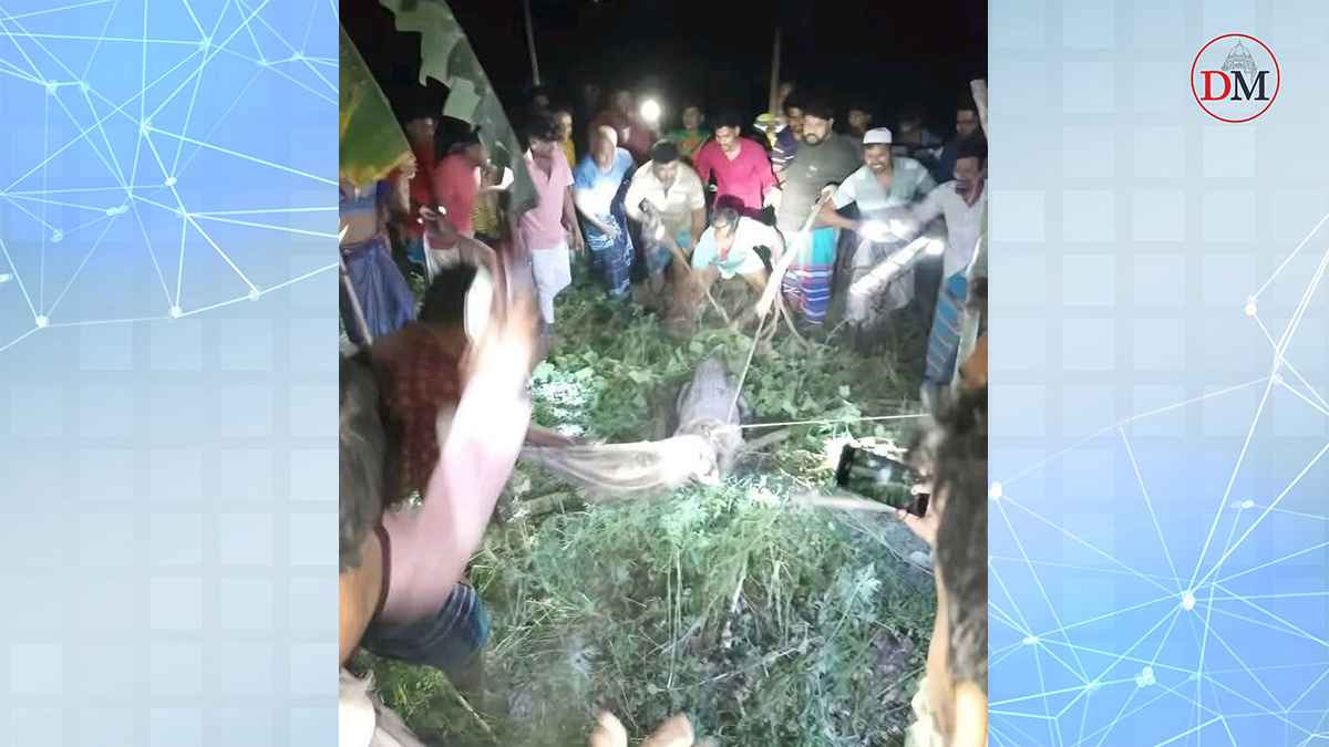 শৈলকূপার লোকালয়ে ধরা পড়েছে বিশালাকার কুমির!