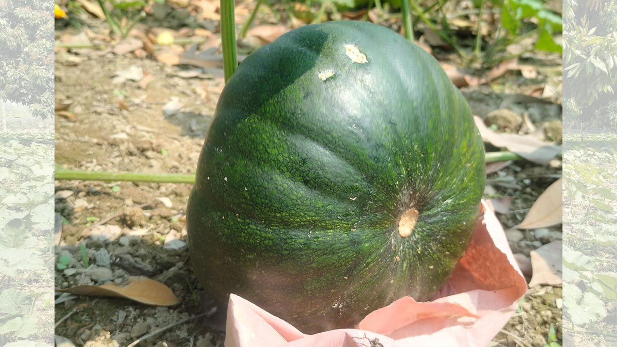 lichu