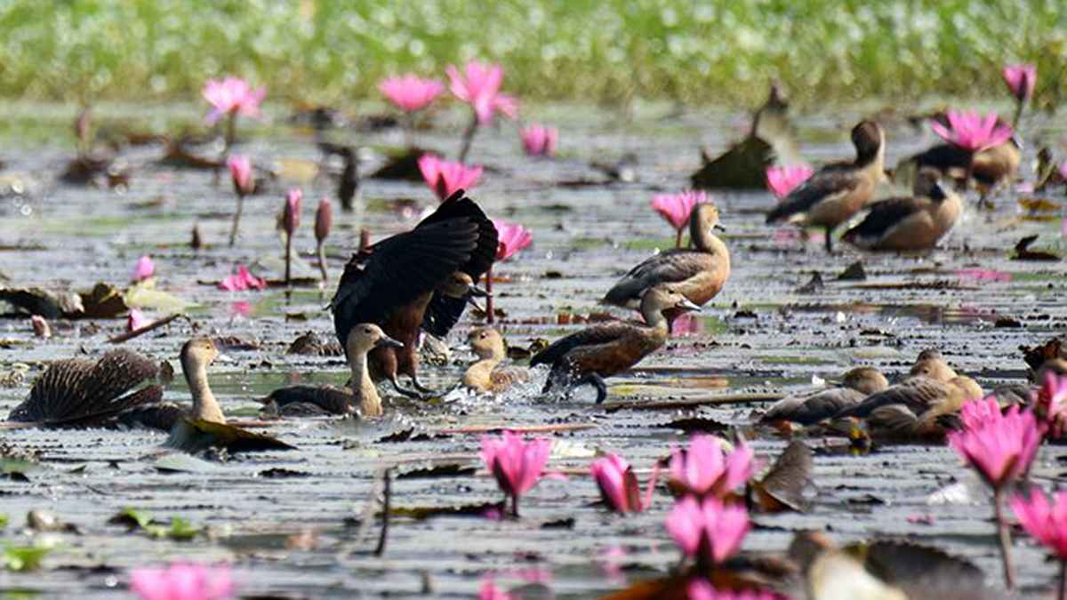 কক্সবাজার উপকূলে বিলুপ্তির পথে পরিযায়ী পাখি