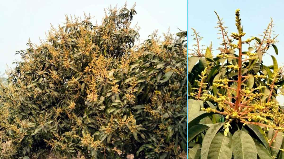 রংপুরে আমের মুকুলে কৃষকের সোনালি স্বপ্ন