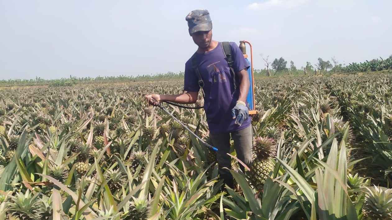 রোজায় বেড়েছে আনারসের চাহিদা, ফল দ্রুত পাকাতে রাসায়নিক ব্যবহার