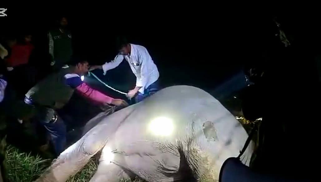 thumbnail_Elephant._