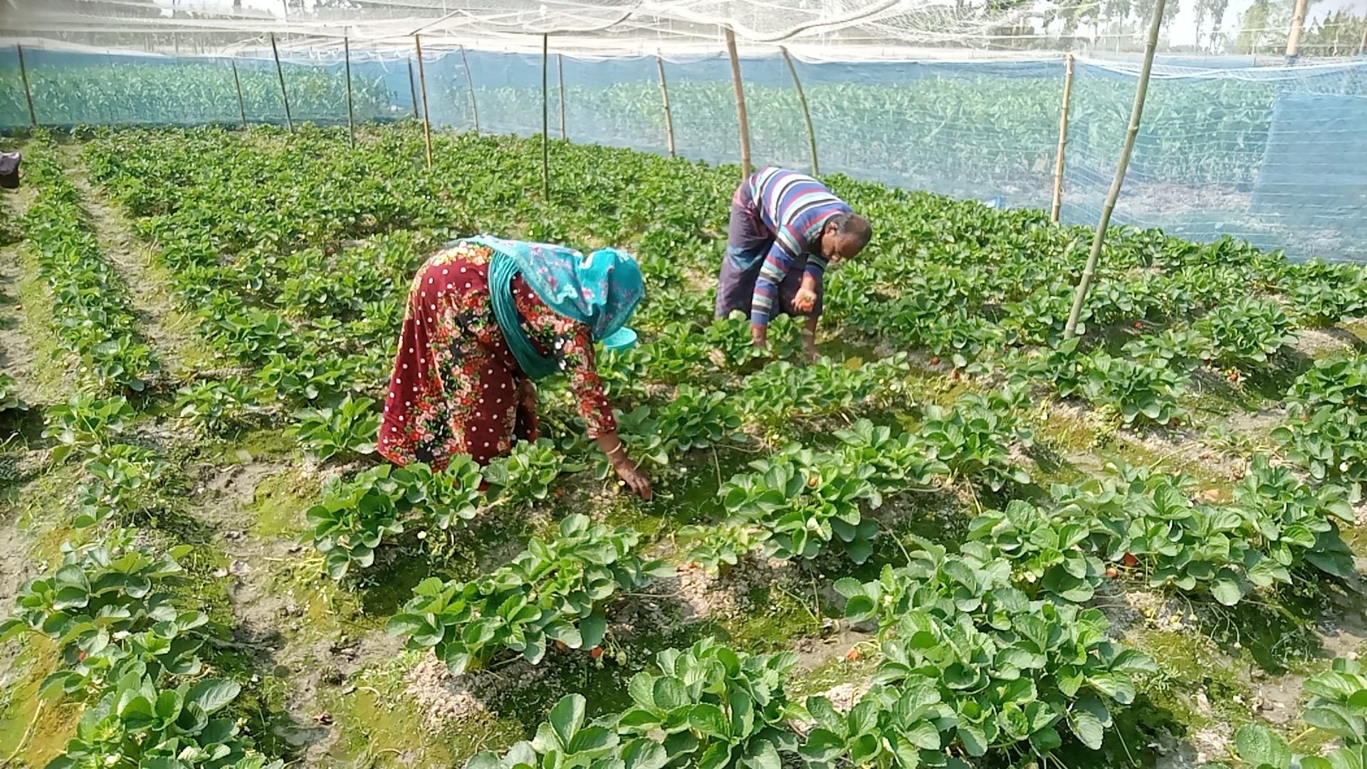 thumbnail_Joypurhat_Strawberry_Chas__pic_01