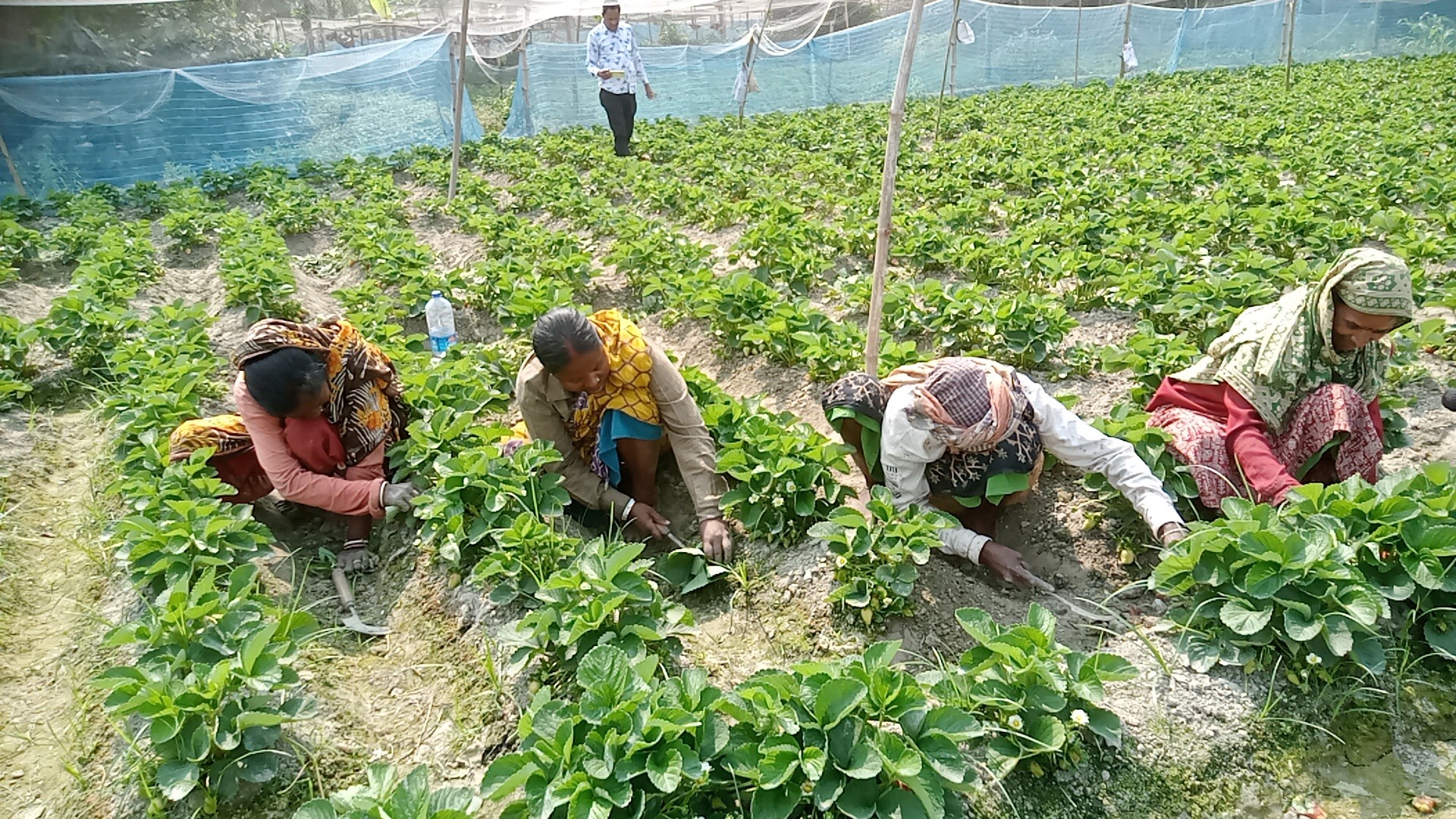 thumbnail_Joypurhat_Strawberry_Chas__pic_02