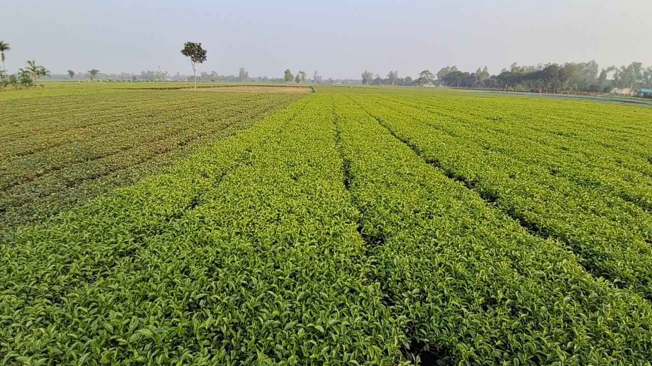 উত্তরাঞ্চলে চায়ের উৎপাদন কমেছে ৩৫ লাখ ৫৭ হাজার কেজি