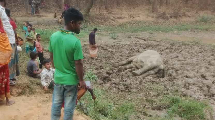 গারো পাহাড়ে বৈদ্যুতিক ফাঁদ দিয়ে বন্যহাতি হত্যা