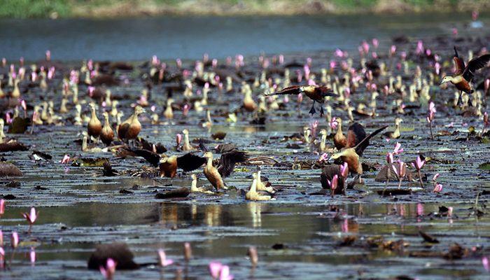 thumbnail_migratory_birds_38213