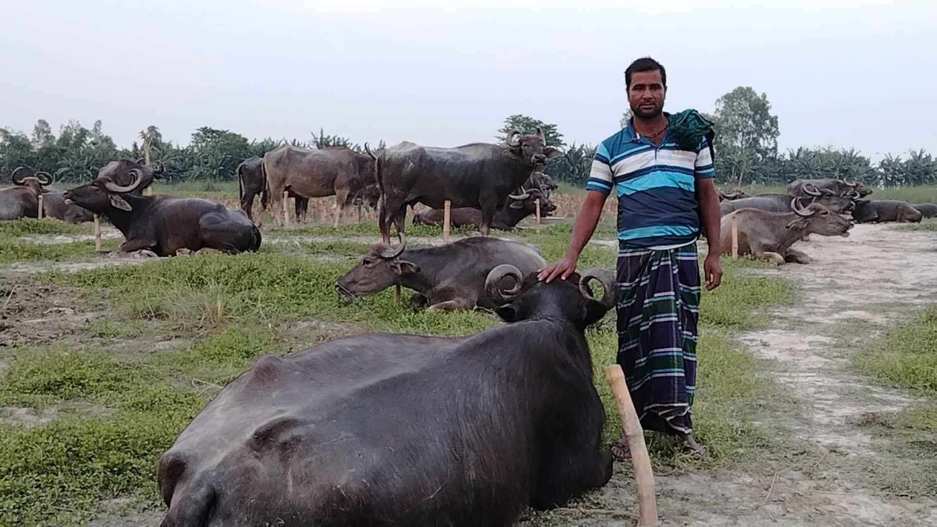 Jamuna Buffalo