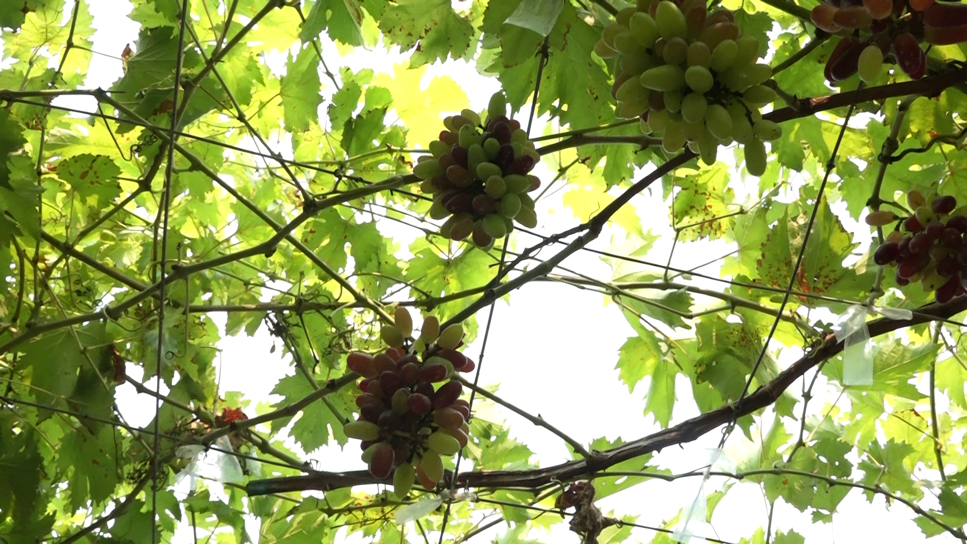 1000116720 1000116720