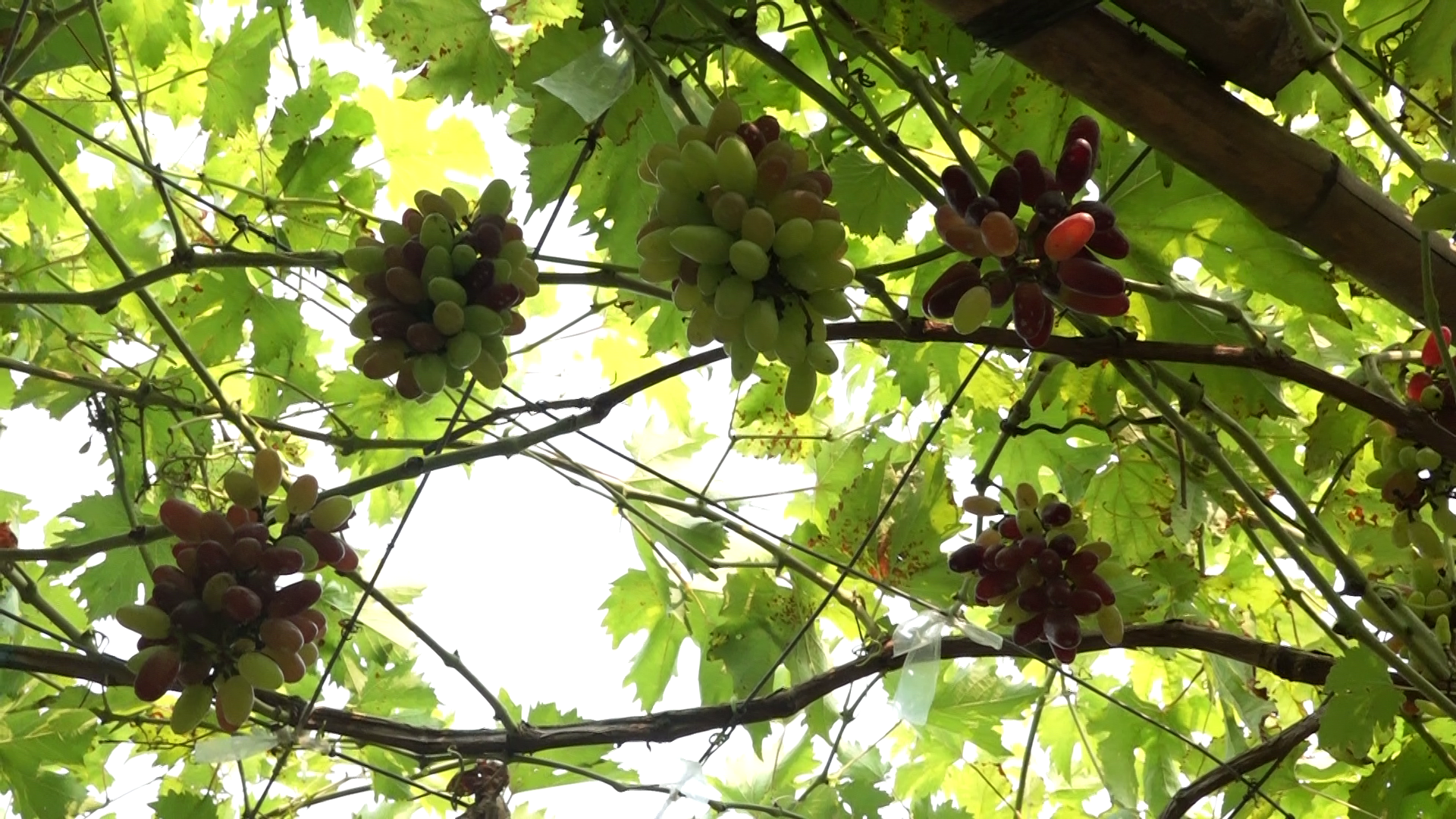 1000116721 1000116721