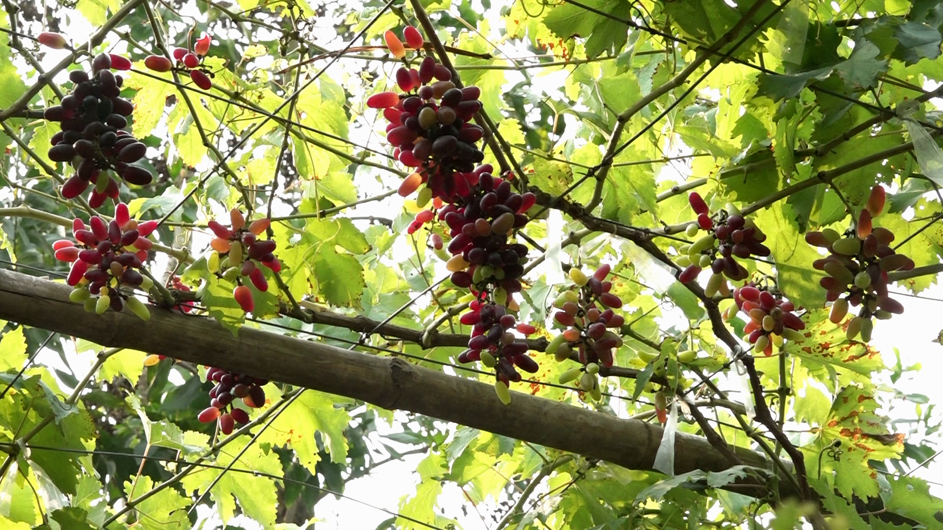 1000116724 1000116724