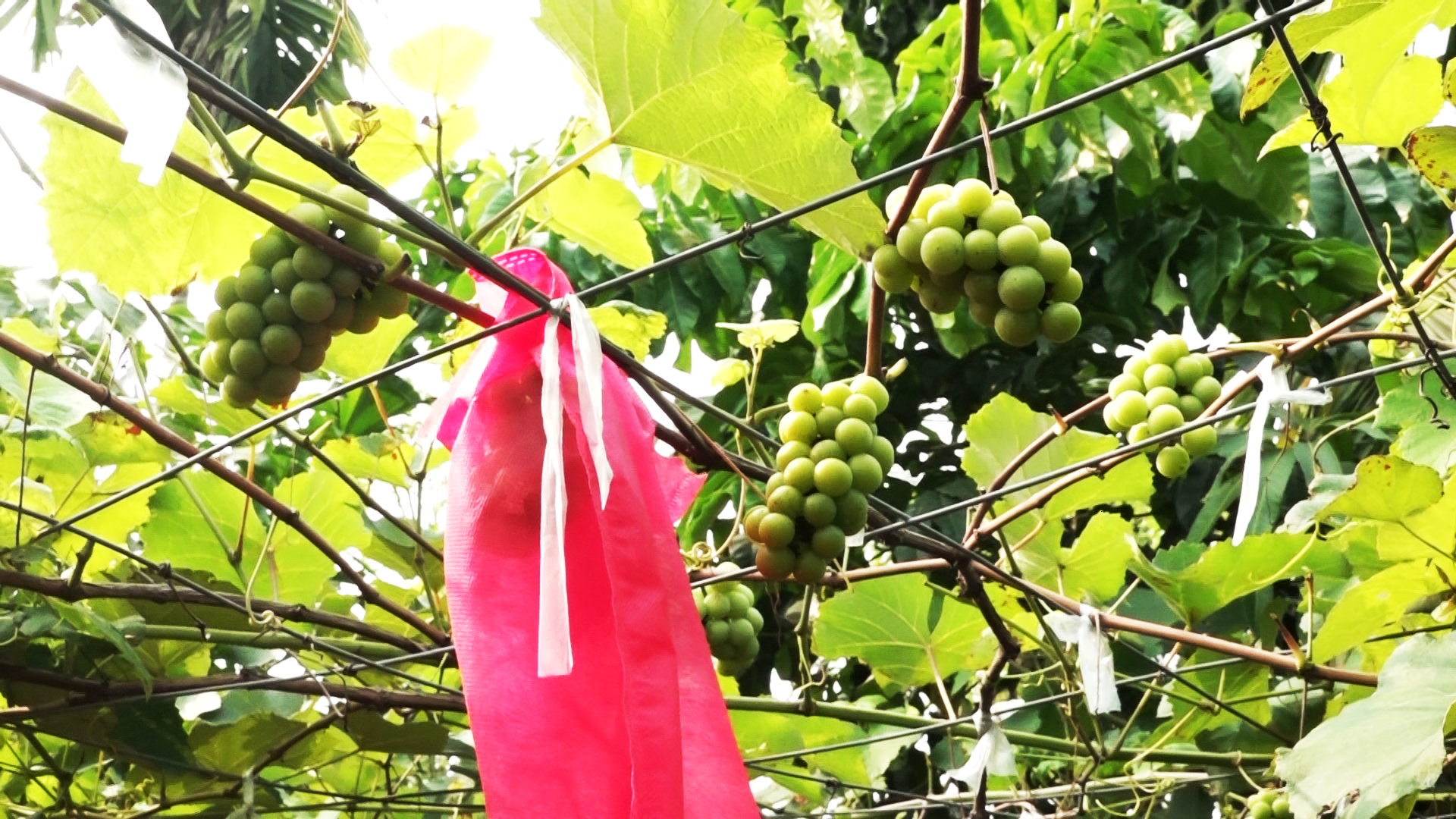 1000116725 1000116725