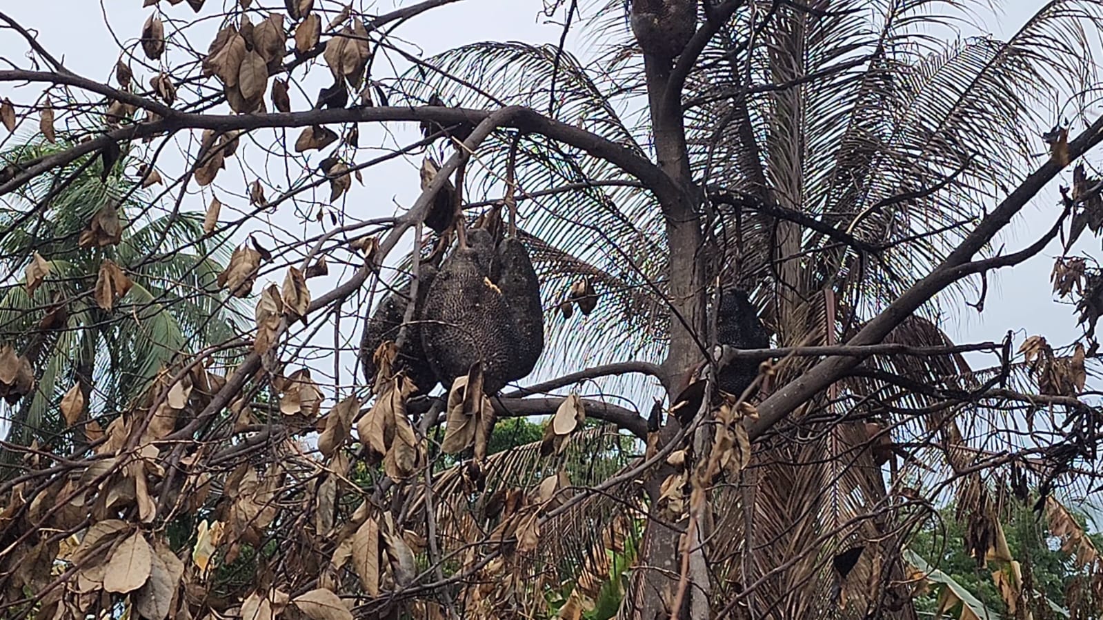 1000188198 1000188198