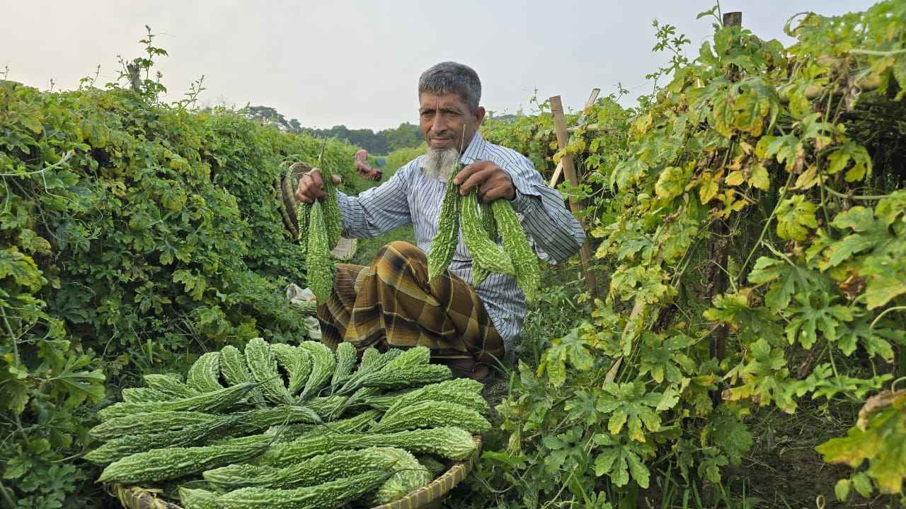 গোমতীর চরে করলা চাষে কৃষকের মুখে হাসি