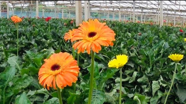 288429048_391493799624678_3339588028790142609_n-600x337_(1)