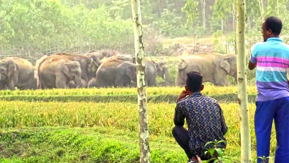 Wild Elephant Attack