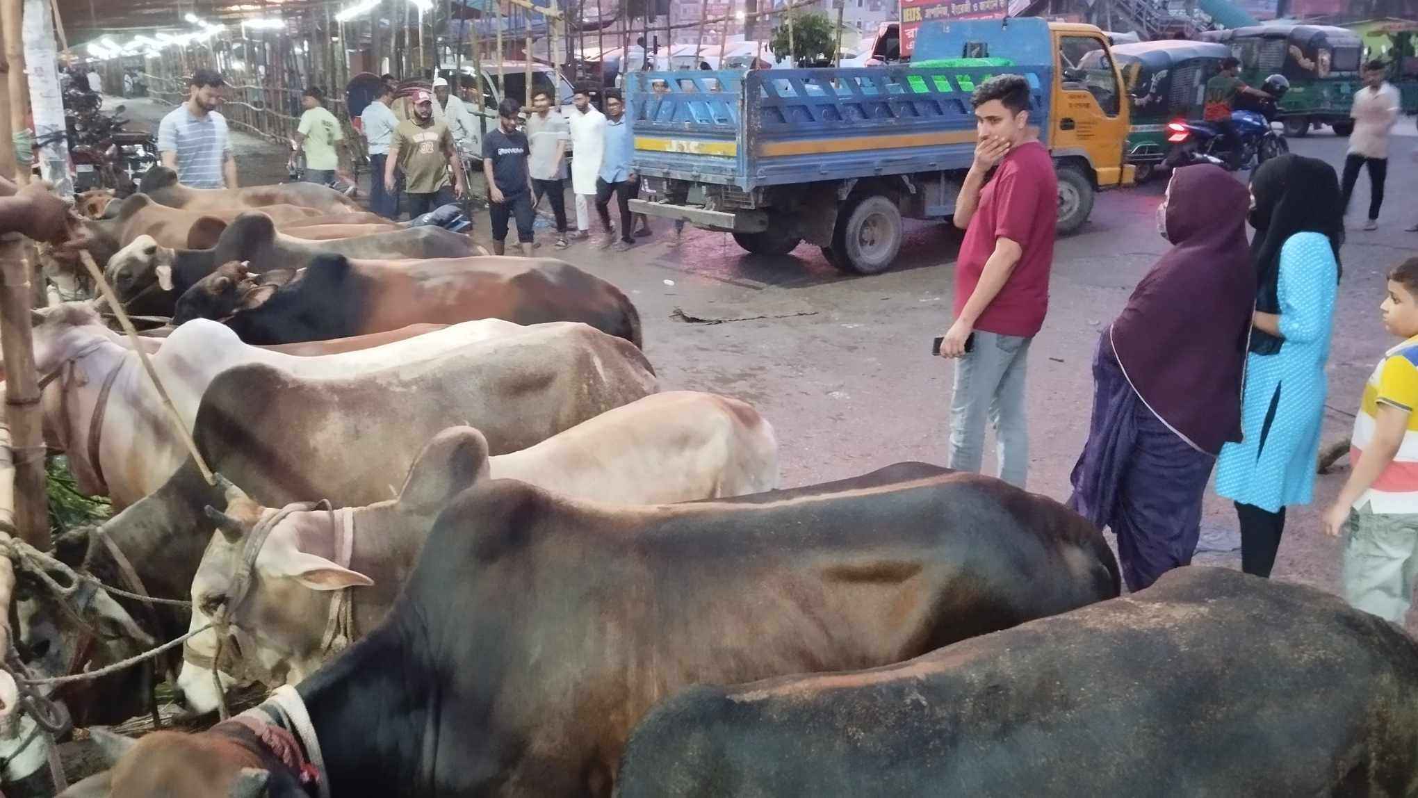 cow haat