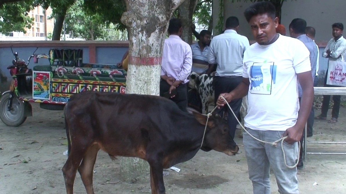 Cow
