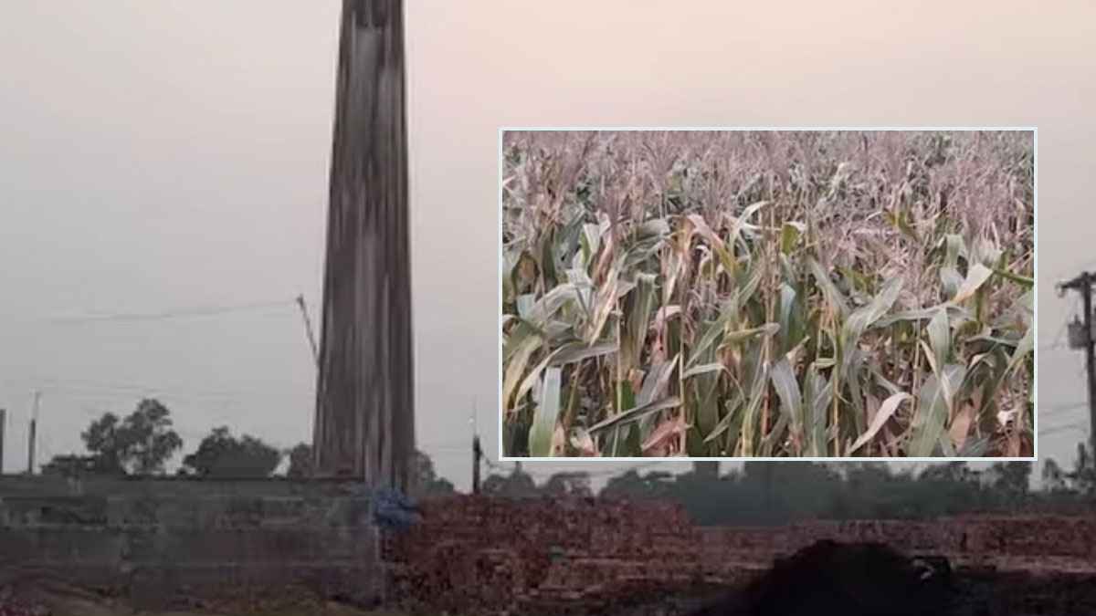 Crop Damage Caused by Black Smoke from Brick Kiln