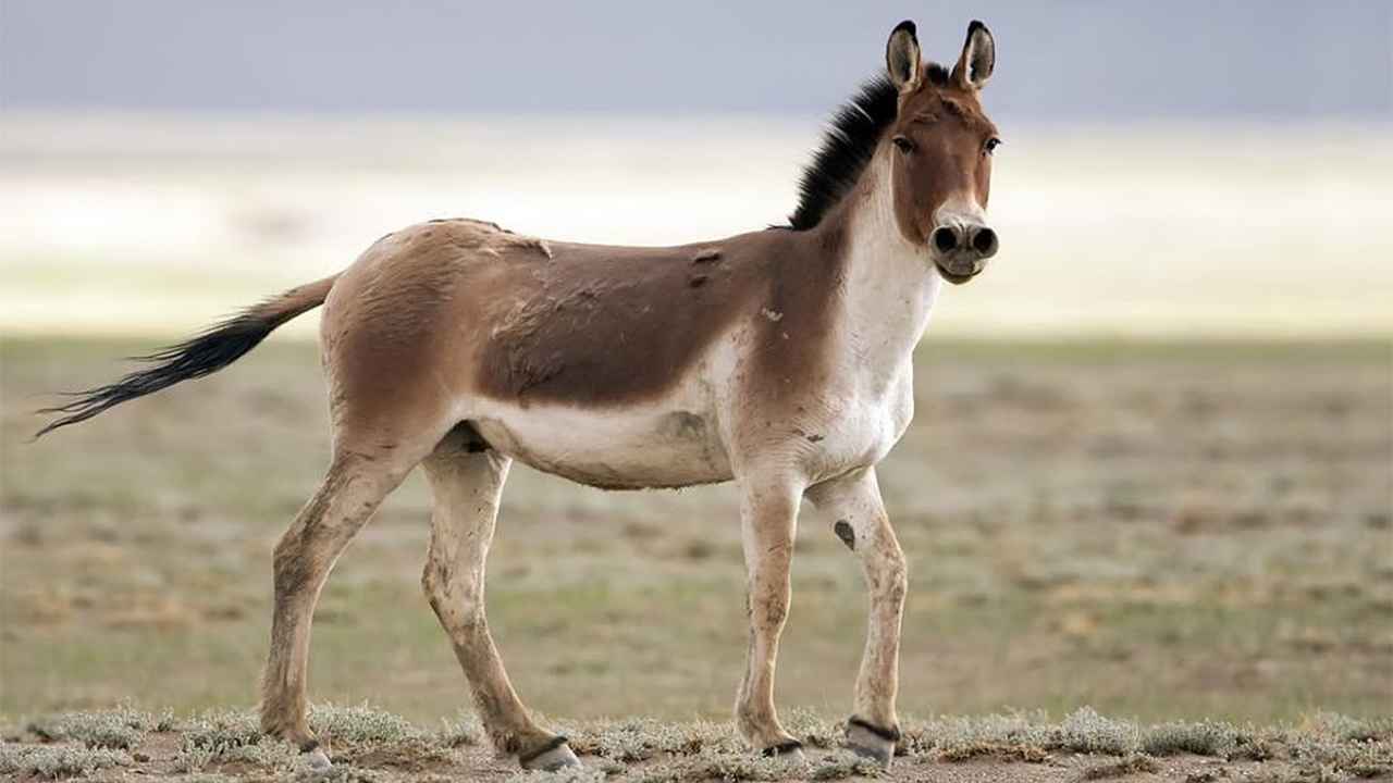 World donkey day 2025