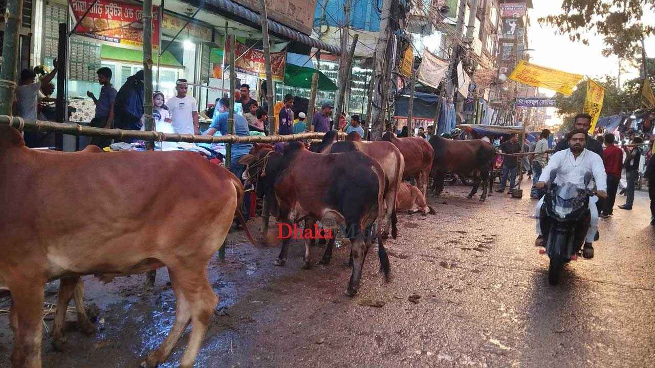 প্রস্তুত রাজধানীর পশুর হাট, ভালো ব্যবসার আশা পাইকারদের