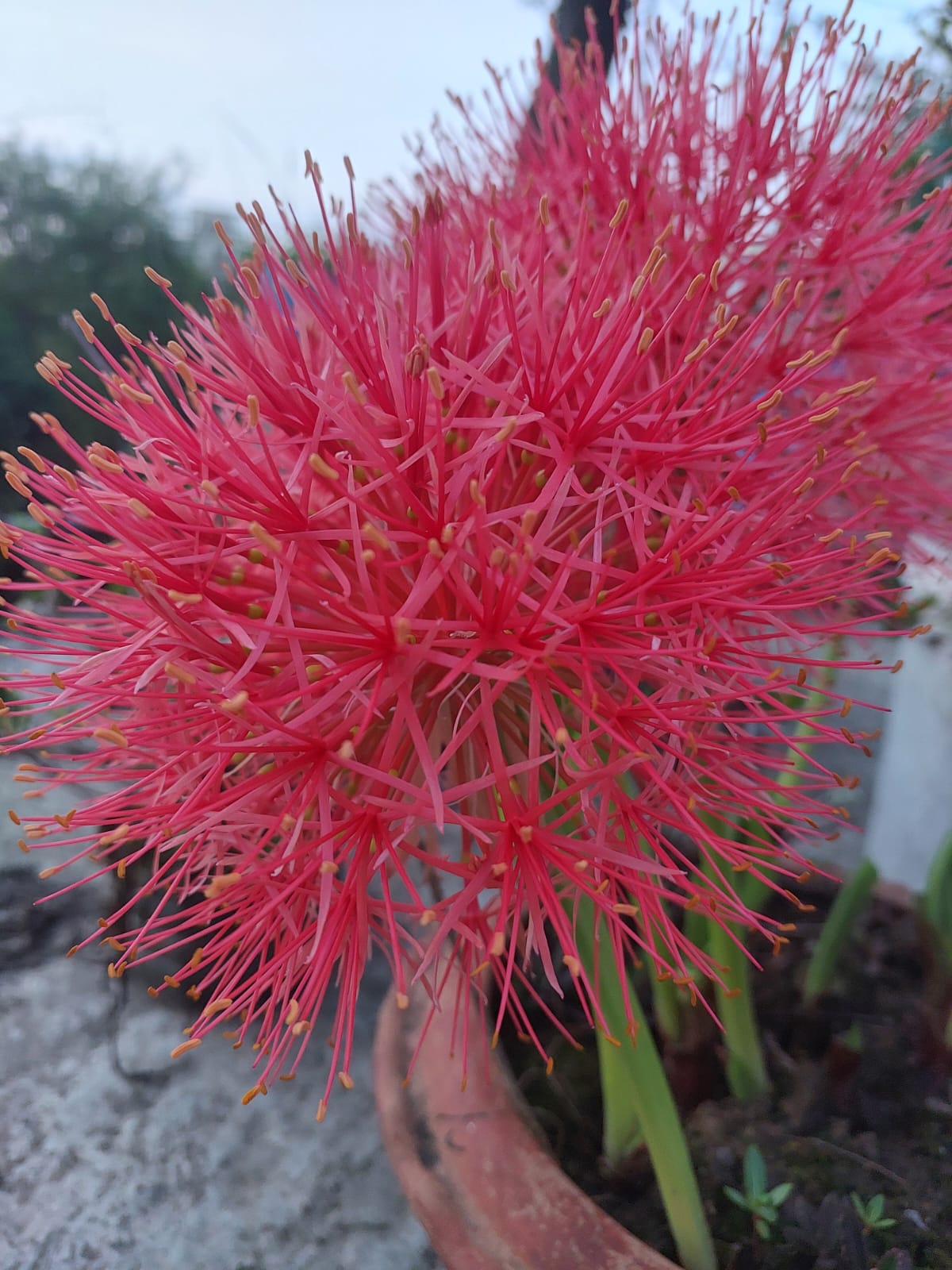 IMG-20250523-WA0008 IMG-20250523-WA0008