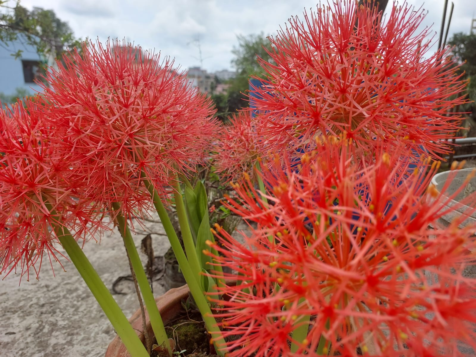 IMG-20250523-WA0013 IMG-20250523-WA0013