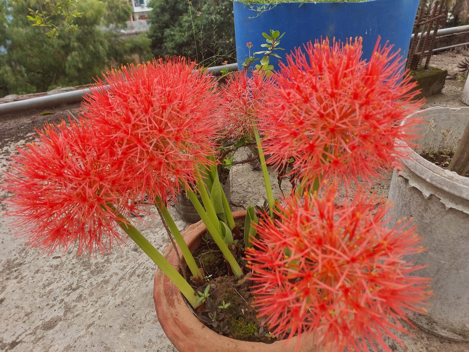 IMG-20250523-WA0014 IMG-20250523-WA0014