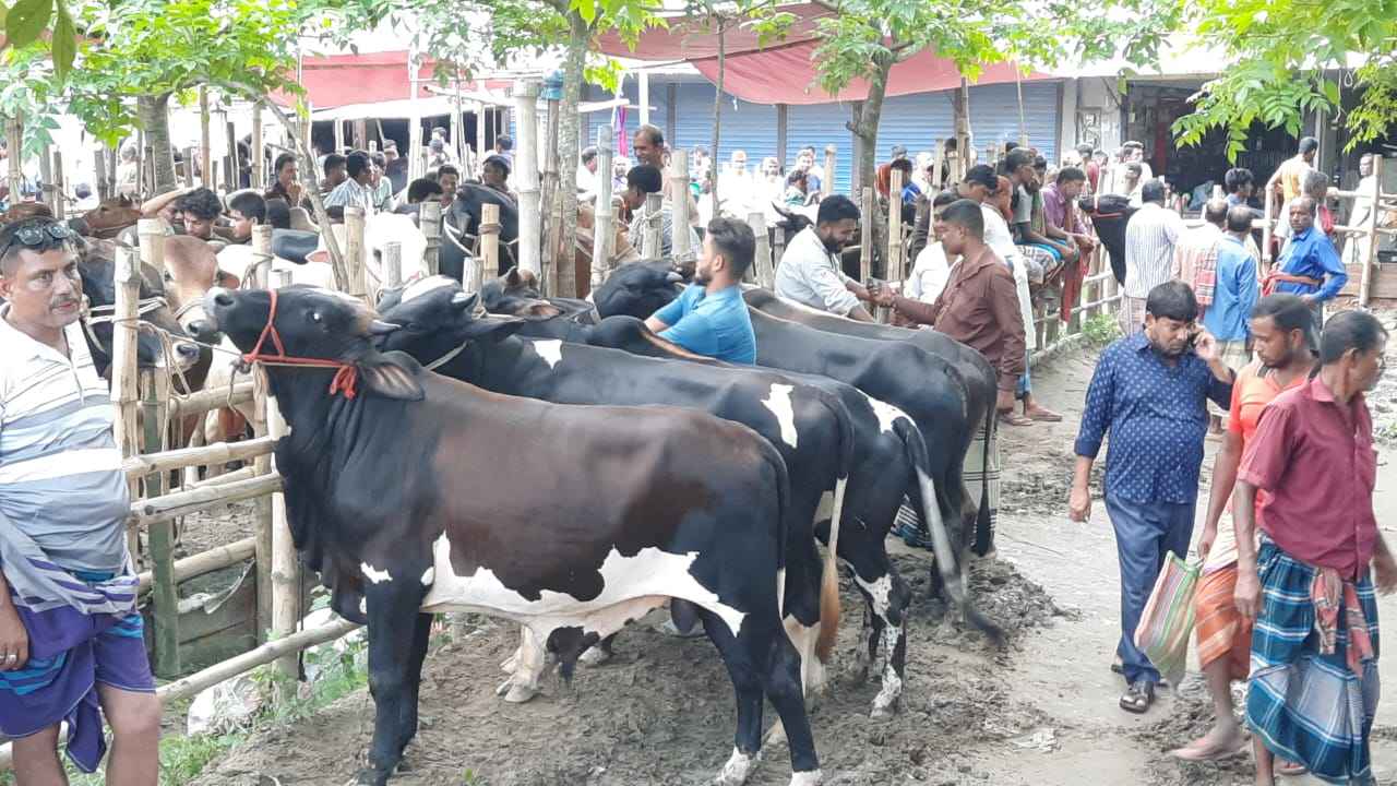 রাজবাড়ীতে জমে উঠছে কোরবানির পশুর হাট