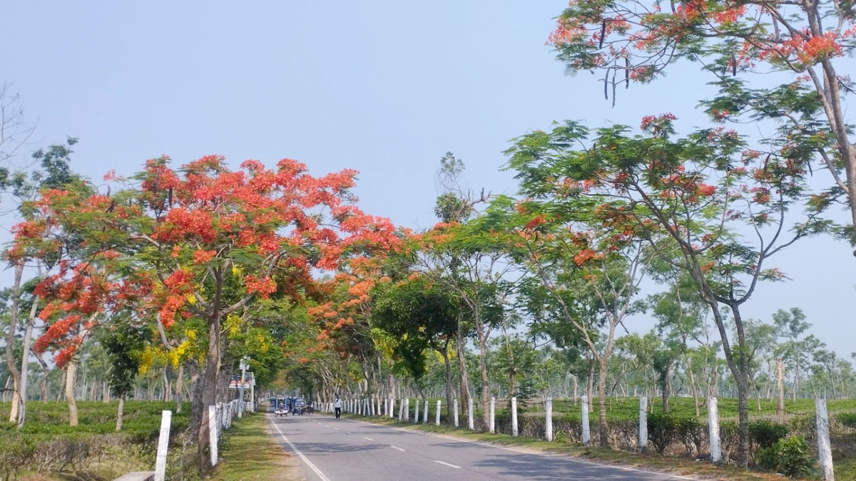 KRISNO-CHORA-44 KRISNO-CHORA-44