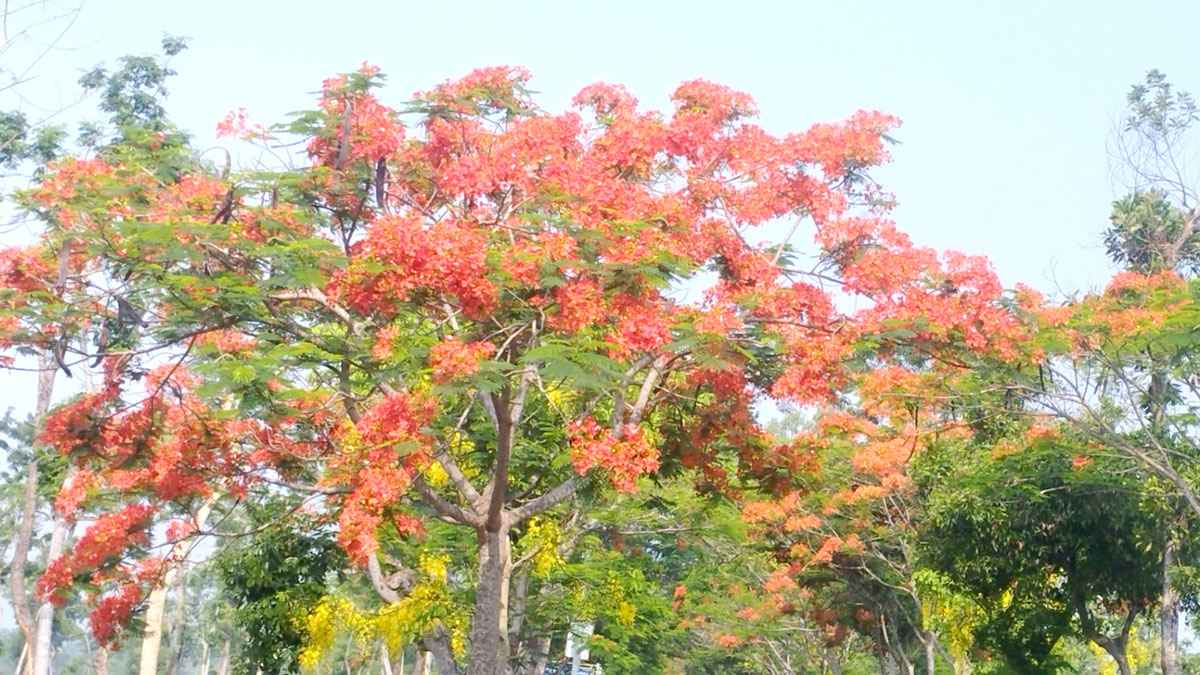 এখন কৃষ্ণচূড়ার দিন