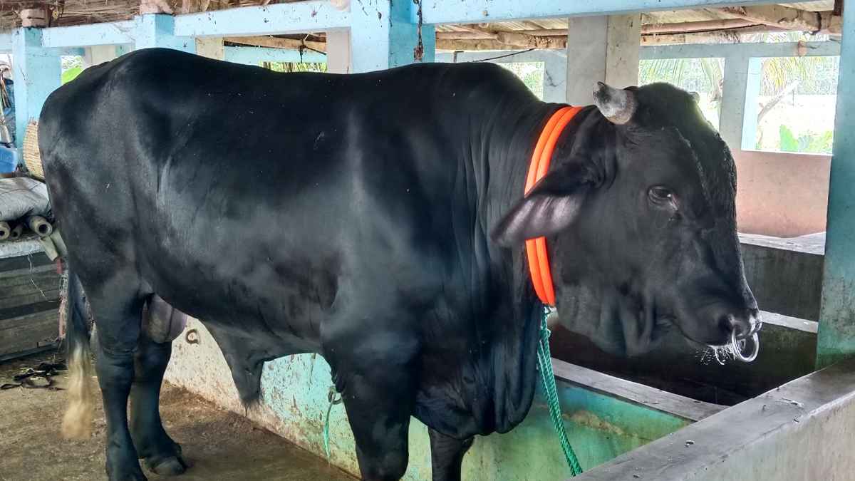 গাবতলী কোরবানির হাট কাঁপাবে যশোরের ‘বাংলার বস-৫’
