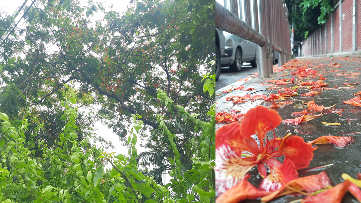 রঙিন প্রকৃতির বৃষ্টি বিলাসে উতলা মন