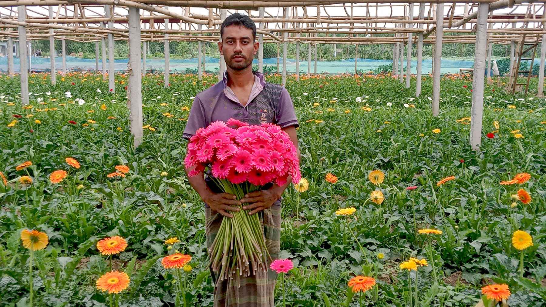 জারবেরা চাষ করে প্রথম বছরেই বাজিমাত প্রবাসীর