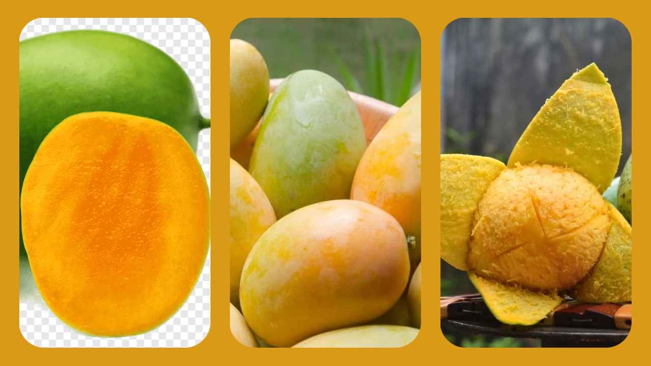 lengra mango