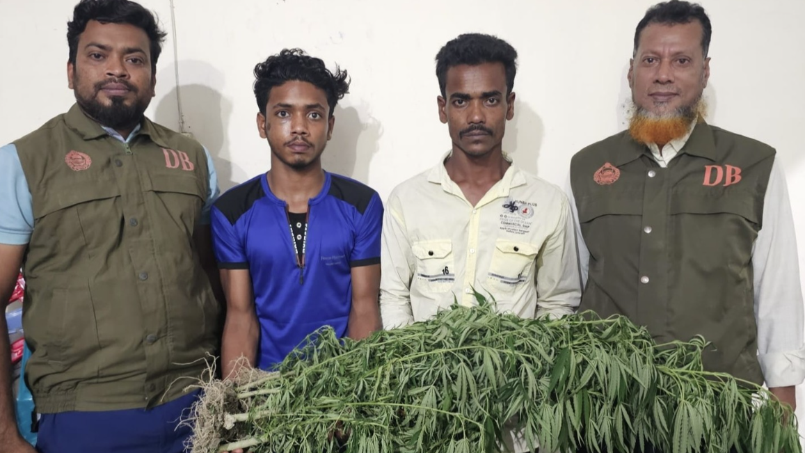 ভুট্টা খেতে গাঁজা চাষ, ২ যুবক আটক