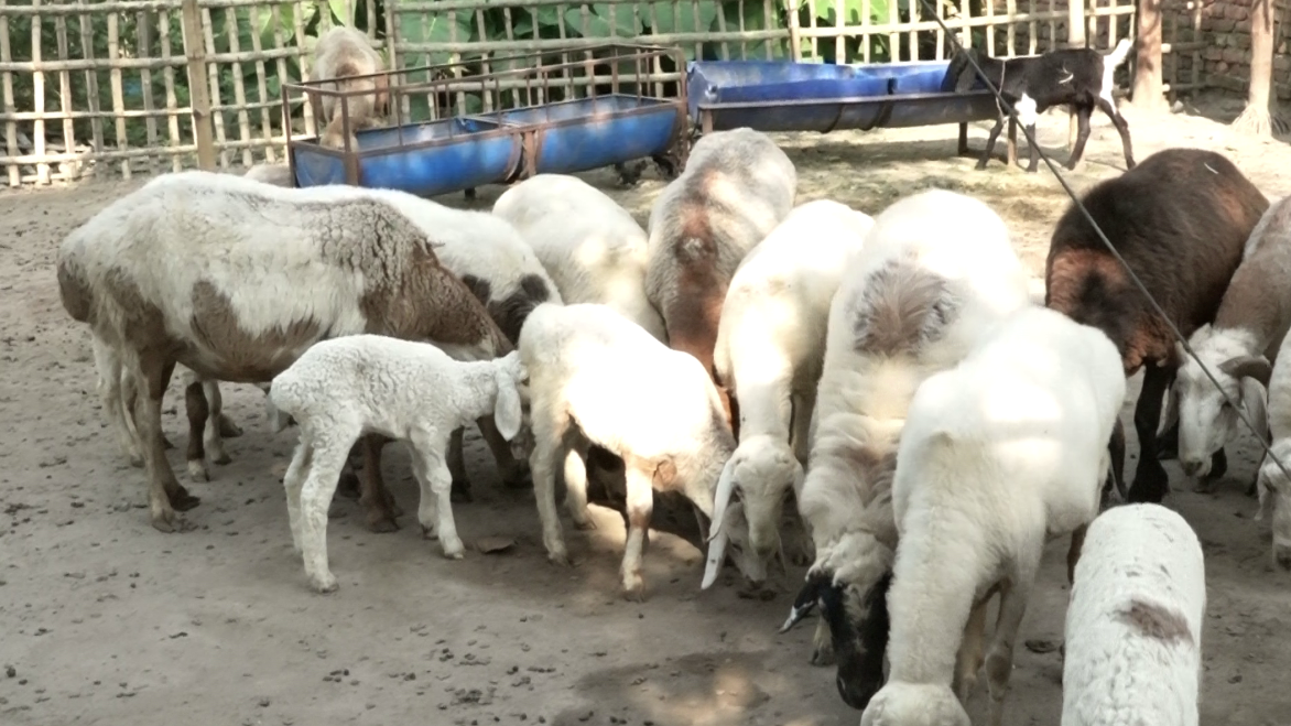 দুম্বার খামার করে ব্যাপক সাড়া ফেলেছেন রবিউল