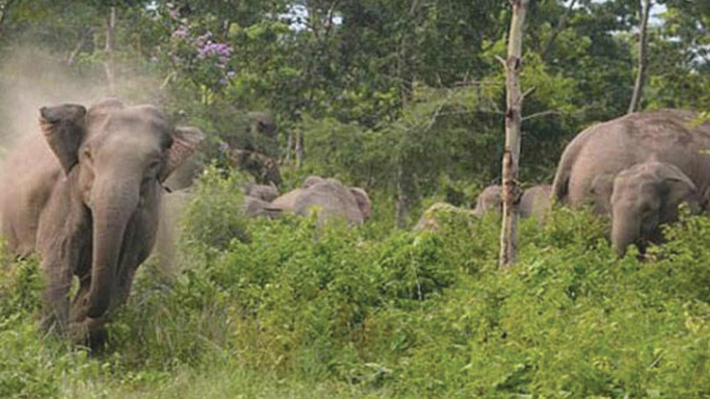বন্য হাতির আক্রমণে ২ নির্মাণ শ্রমিক আহত